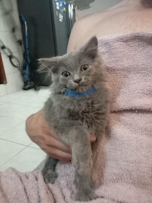 Lindíssimo menino persa blue(NOVO PREÇO)
