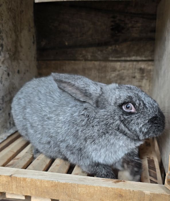 Кролі , кроленята Шиншила, термонська біла ,каліфорнійські, полтавське