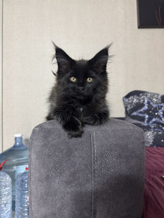 Кошенята мейн кун