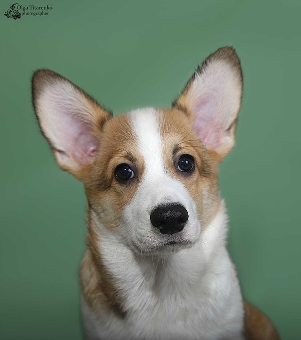 Мальчик корги ZEPHIR