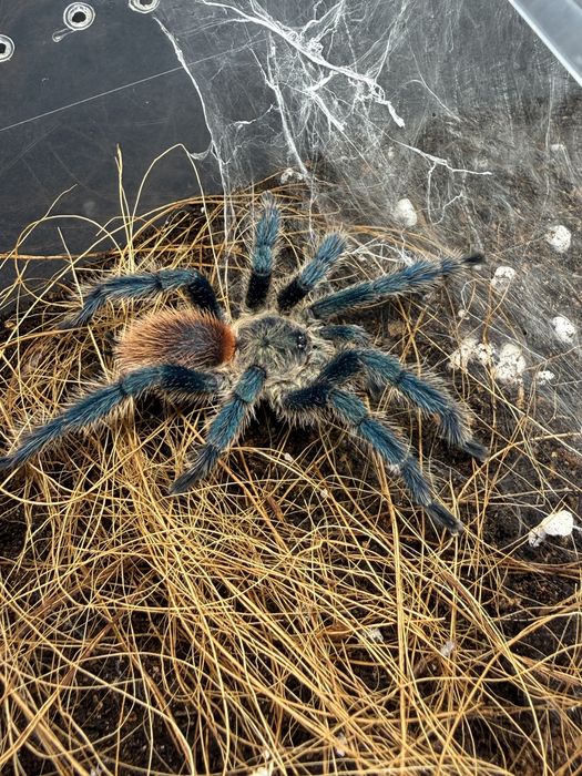 Samce/Samice/maluchy