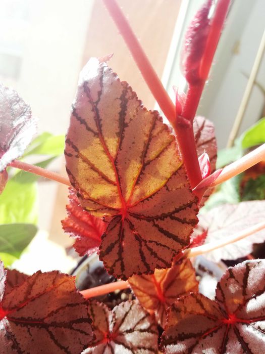 Begonia NoID ( Tingley Mallet ?) pink violet gwiezdna jak różowe UFO nie monstera variegata i philodendron
