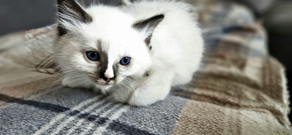Kocięta Ragdoll - 2 kotki i dwa kocurki
