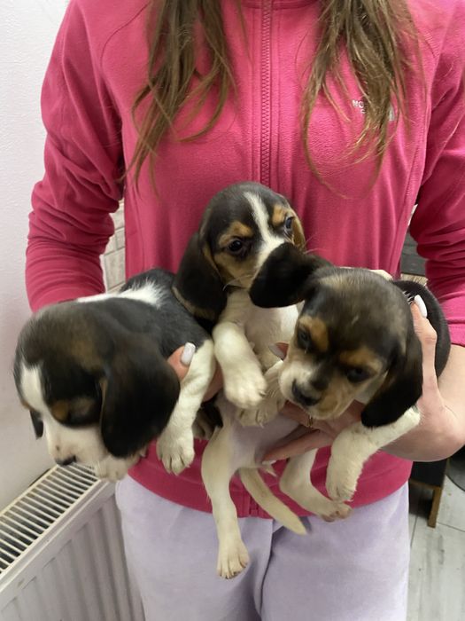 Поспішайте придбати бігля