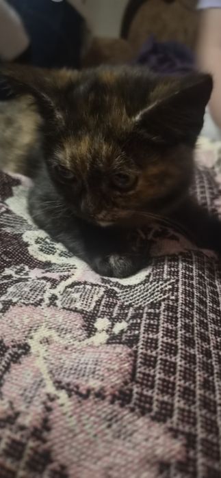 Кошеня.котеня кішка