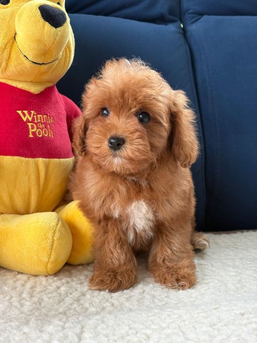 Samiec cavapoo f1b