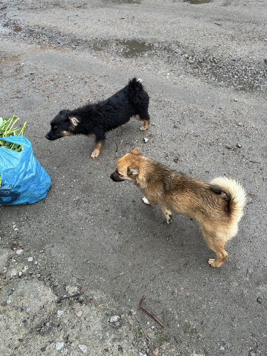Віддам цуценят у добрі руки