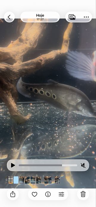 Faca palhaco Notopterus Chitala 20CM