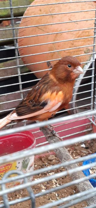 kanarki samce i samice