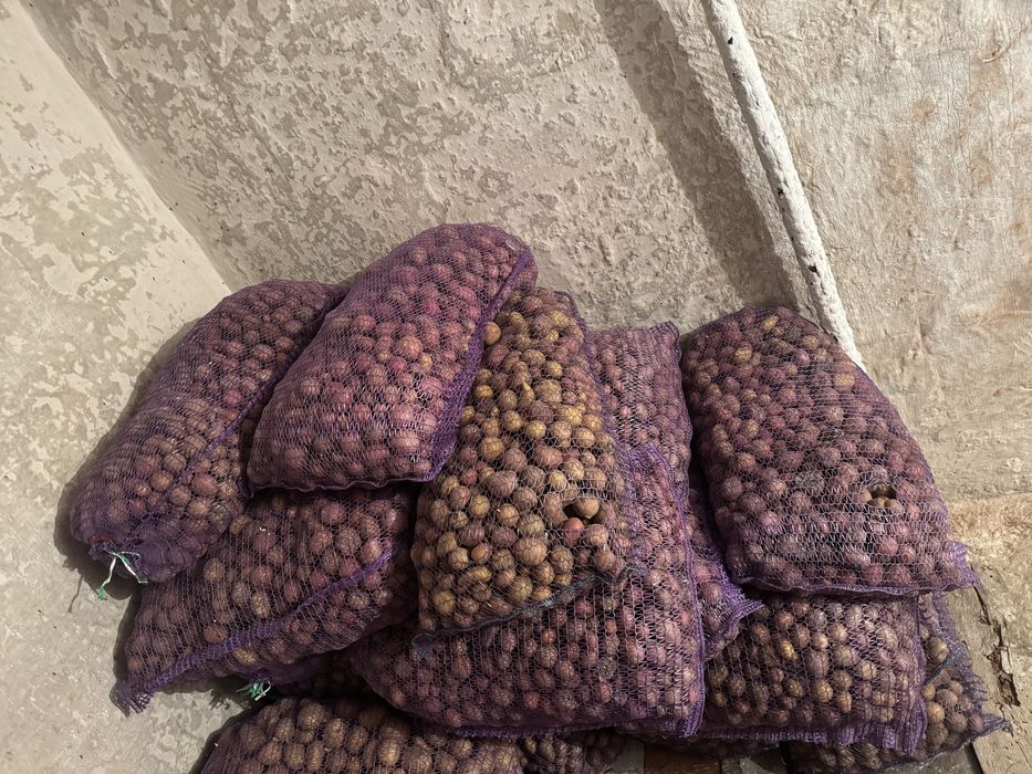 Продам дрібну картошку