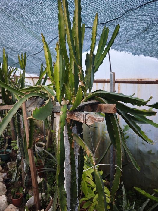 Pitayas auto fértil , autoplonizaveis e comuns  de várias variadades