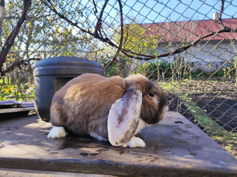 Кролі породи французький баран