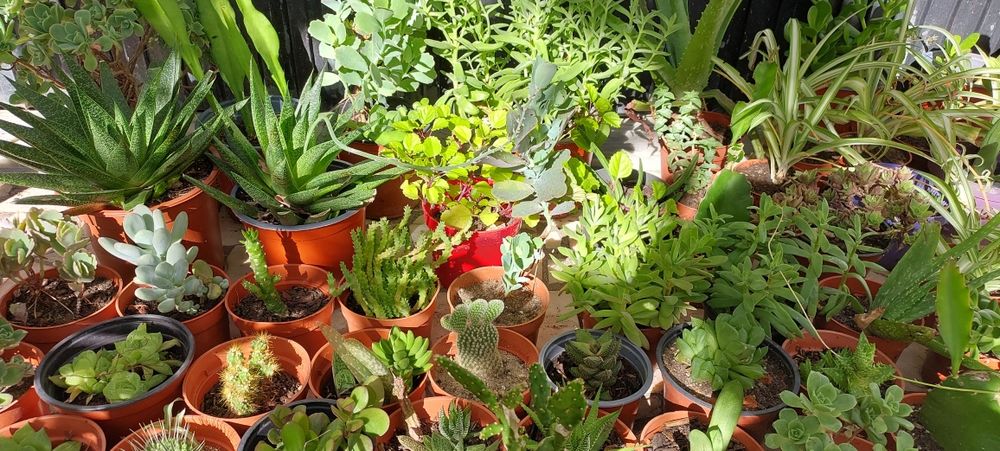 Plantas, catos e suculentas