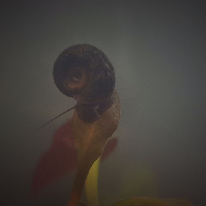Planorbis / ramshorn snail (caracol de água doce)