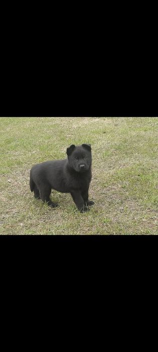 Owczarek niemiecki linia użytkowa