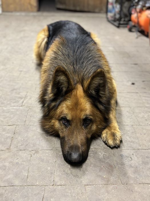 Вязка німецька вівчарка (кобель)