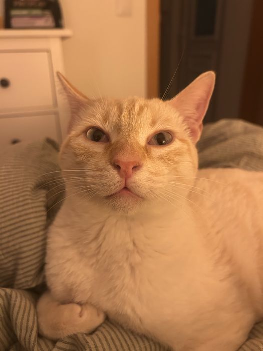 Gatinho 9 meses Adoção