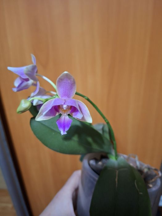 Орхідея pink bi, квітує