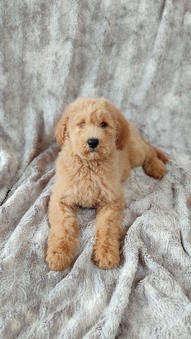 Goldendoodle F1b F1 Doodle pudel badania genetyczne