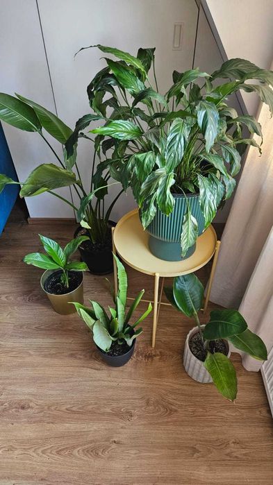 OKAZJA! Piękna, gęsta sansewieria, wężownica, języki teściowej