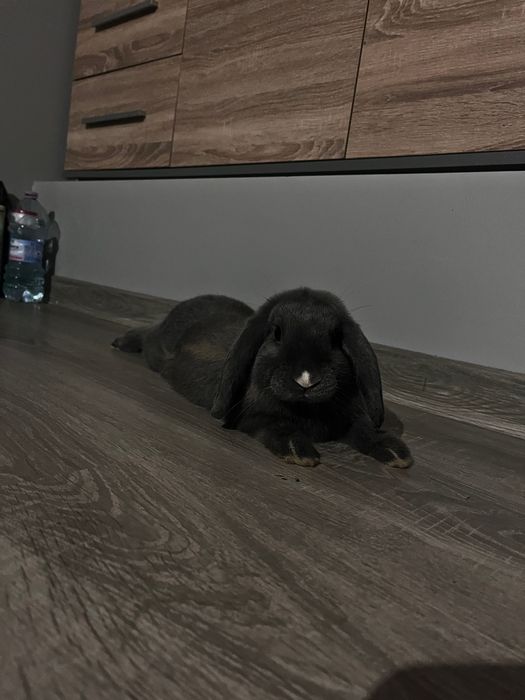 Królik mini lop