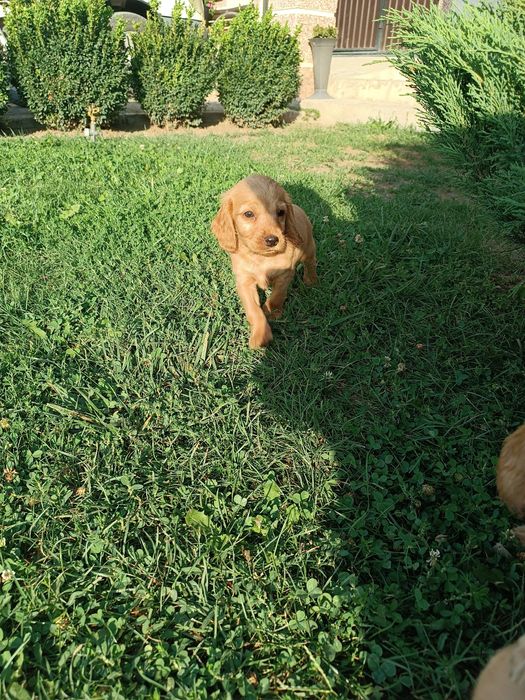 Коккер спаніель англійська.