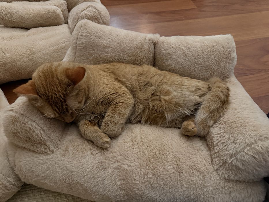 Cama para gato em bege