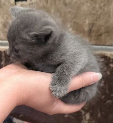 Віддам котенят в добрі руки безкоштовно