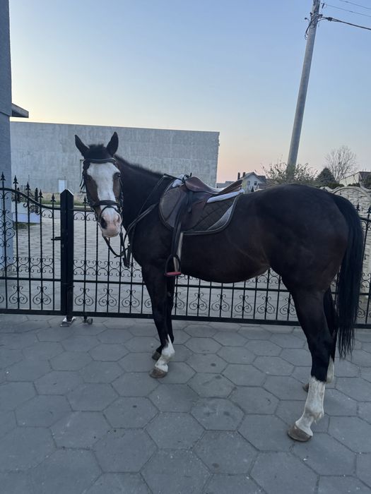 Sprzedam klacz do hodowli