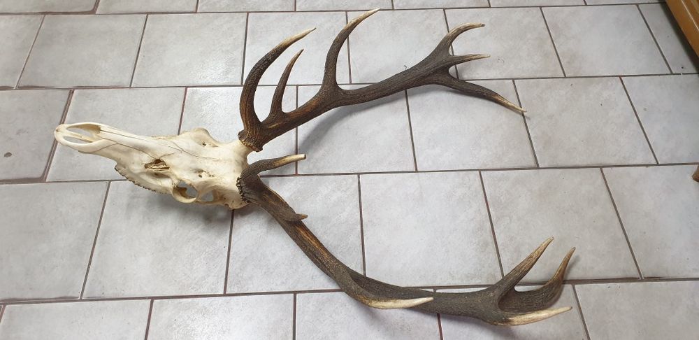 Wielkie trofeum jelenia poroże z czaszką, dwunastak