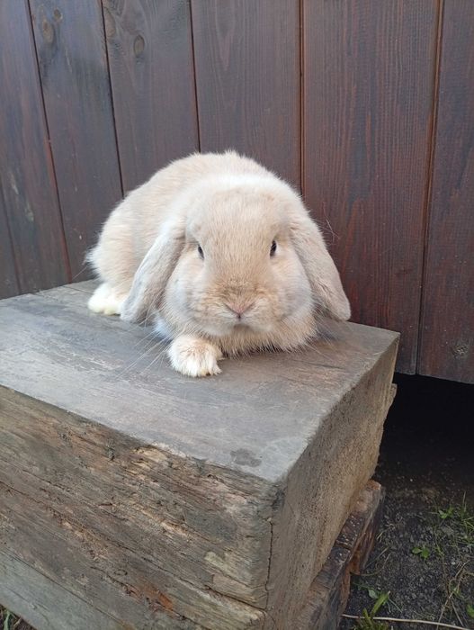 Króliczki Mini Lop (młode)