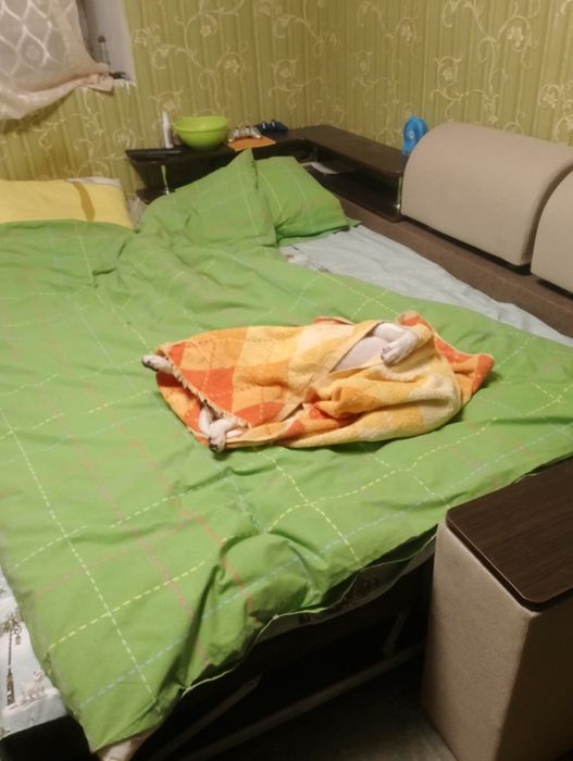 Кабелек молодой Джек Рассел