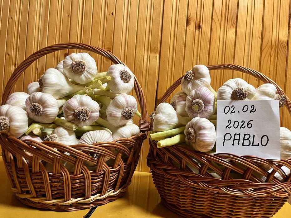 Czosnek młody Egipt