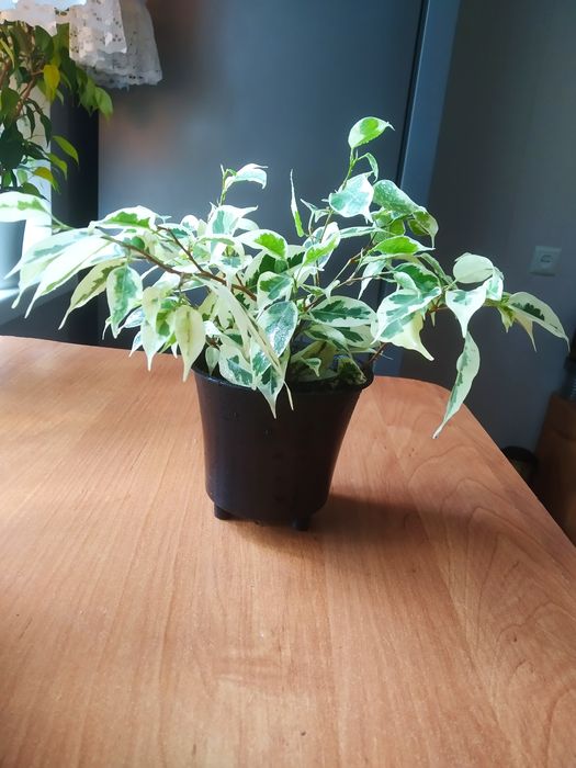 Продам відростки фікуса.