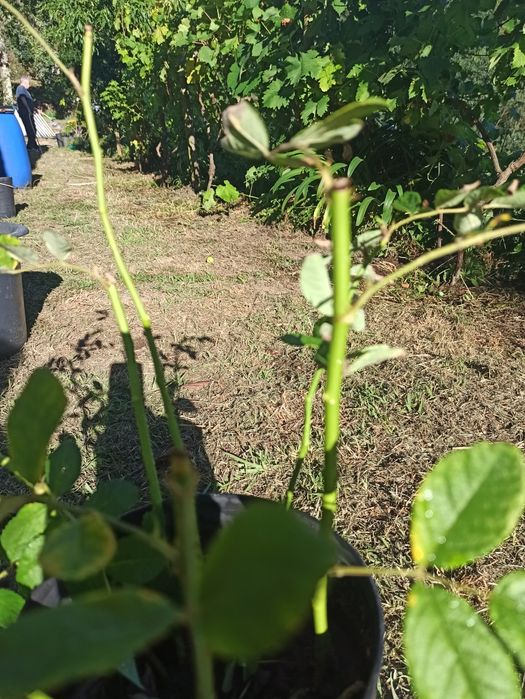 Roseiras de sta Teresinha