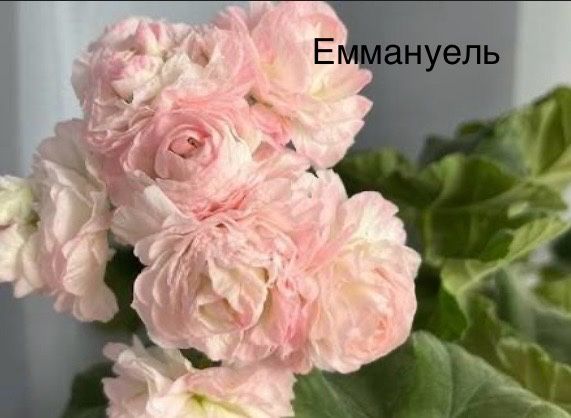 Сортові пеларгонії
