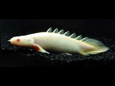Wielopłetwiec senegalski albinos - Polypterus senegalus albino