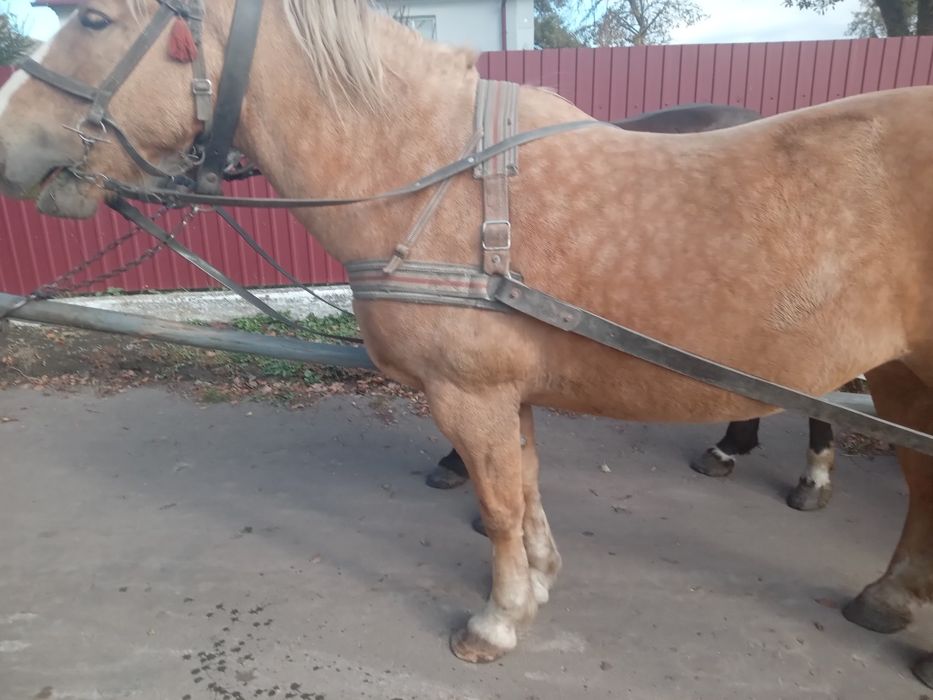 Продам добру кобилу