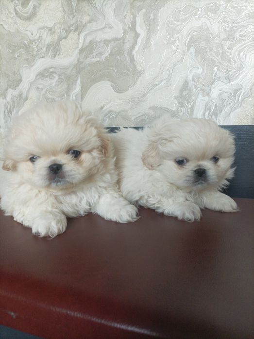 Шустрі хлопчики пекінеси.