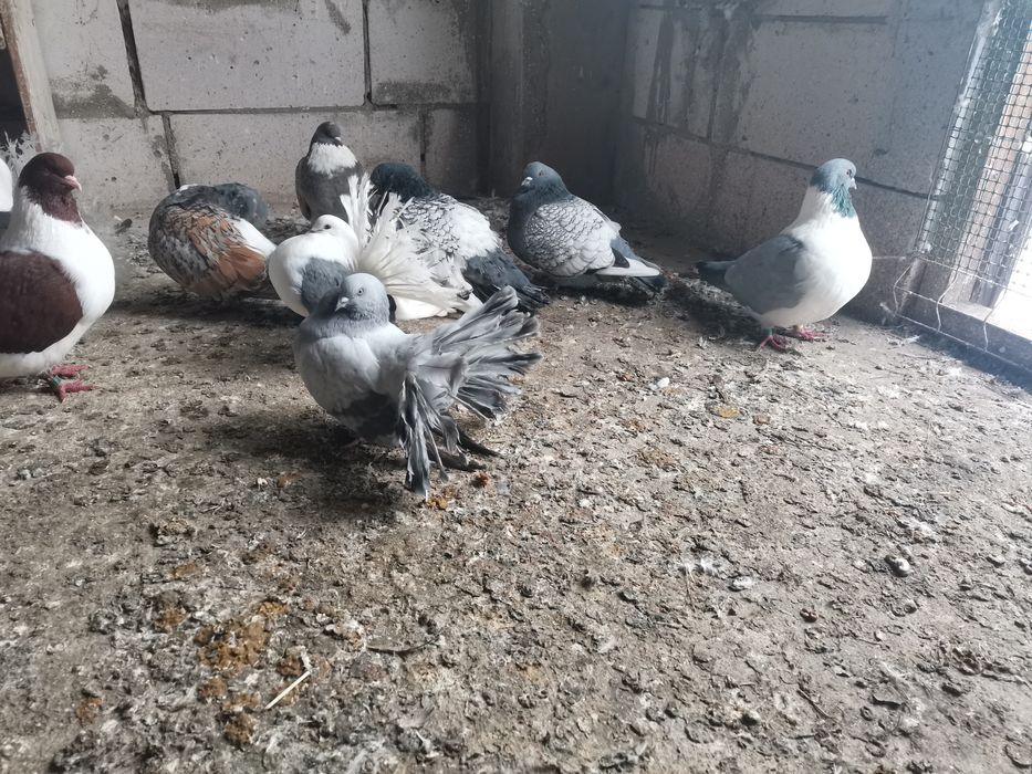 Gołębie ozdobne Gile Pawiki