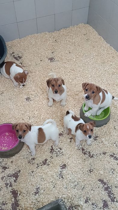 Jack Russell Terrier com lop