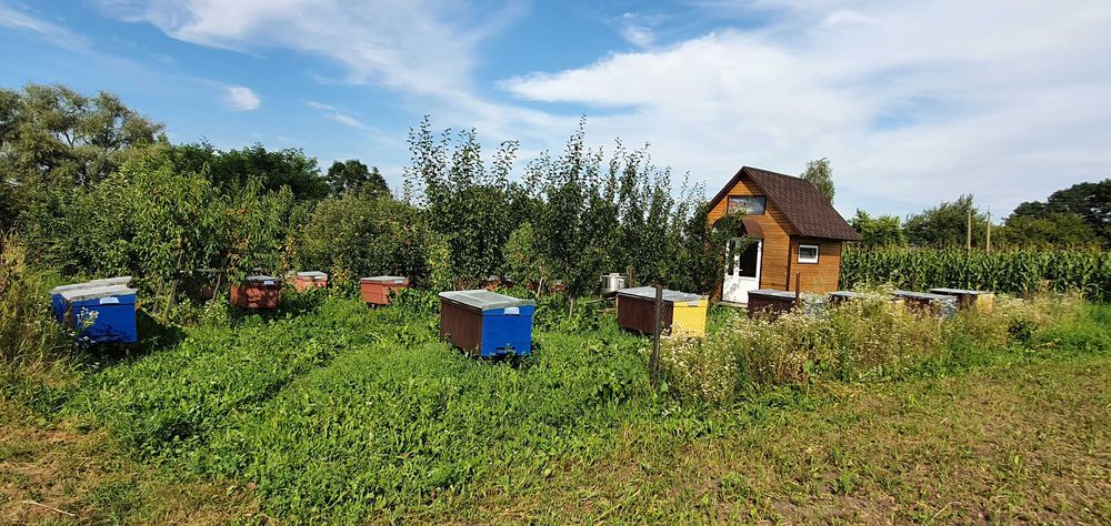 Продаються вулики разом із бджолами