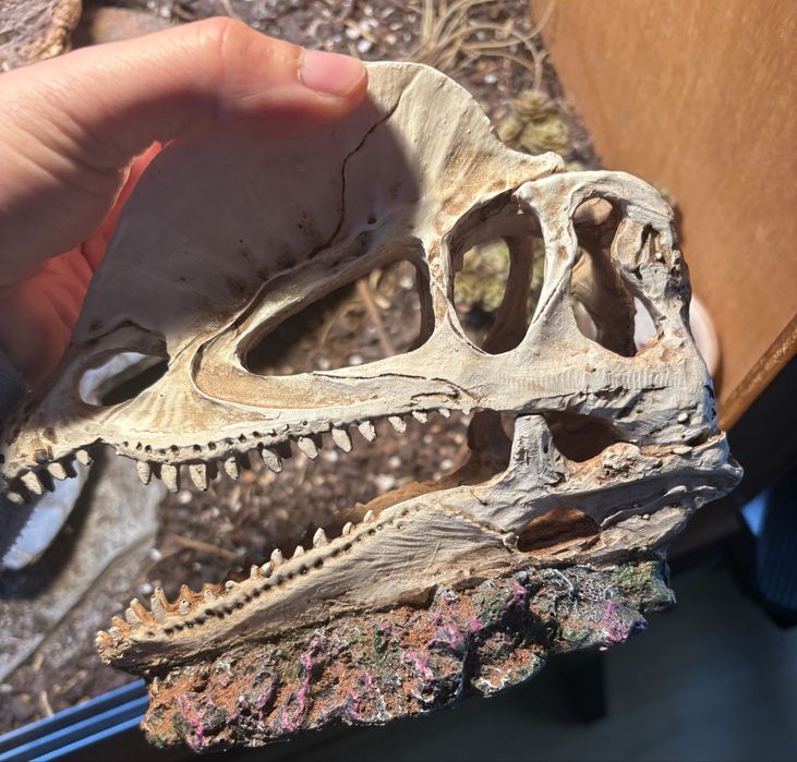 Caveira Dilofossauro para terrário/aquário