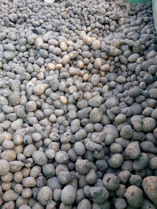 Ziemniaki odpadowe 50gr