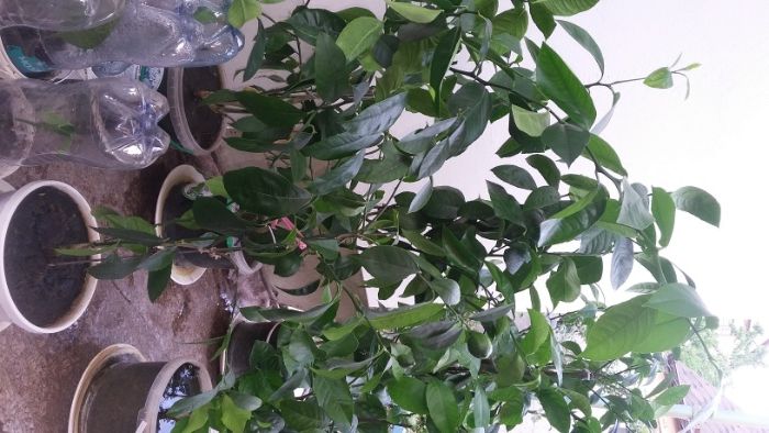 Продам деревья лимона плодоносящего (Звоните не пишите!!)