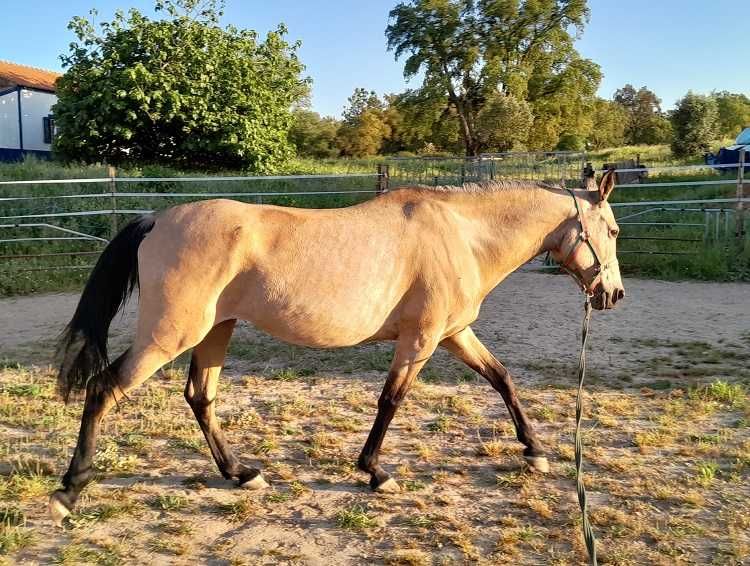 Linda égua cruzada baia montada