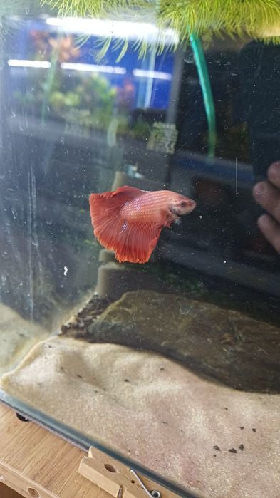 Rybki do akwarium - Bojownik Blue Niebieski