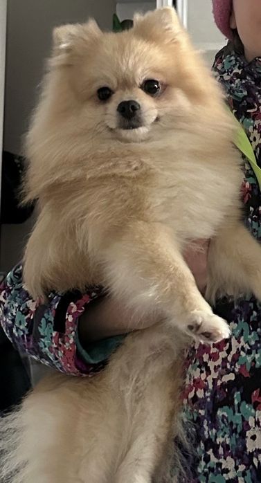 Дівчинка Померанський шпіц шукає родину.