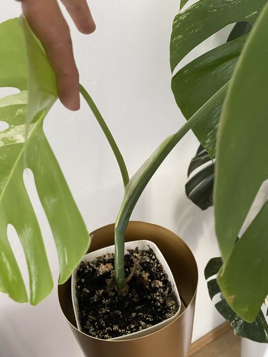 Monstera deliciosa variegata constellation