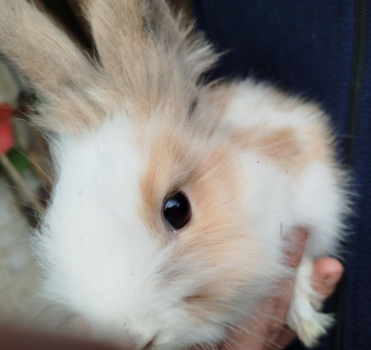 Miniatury króliczków angora